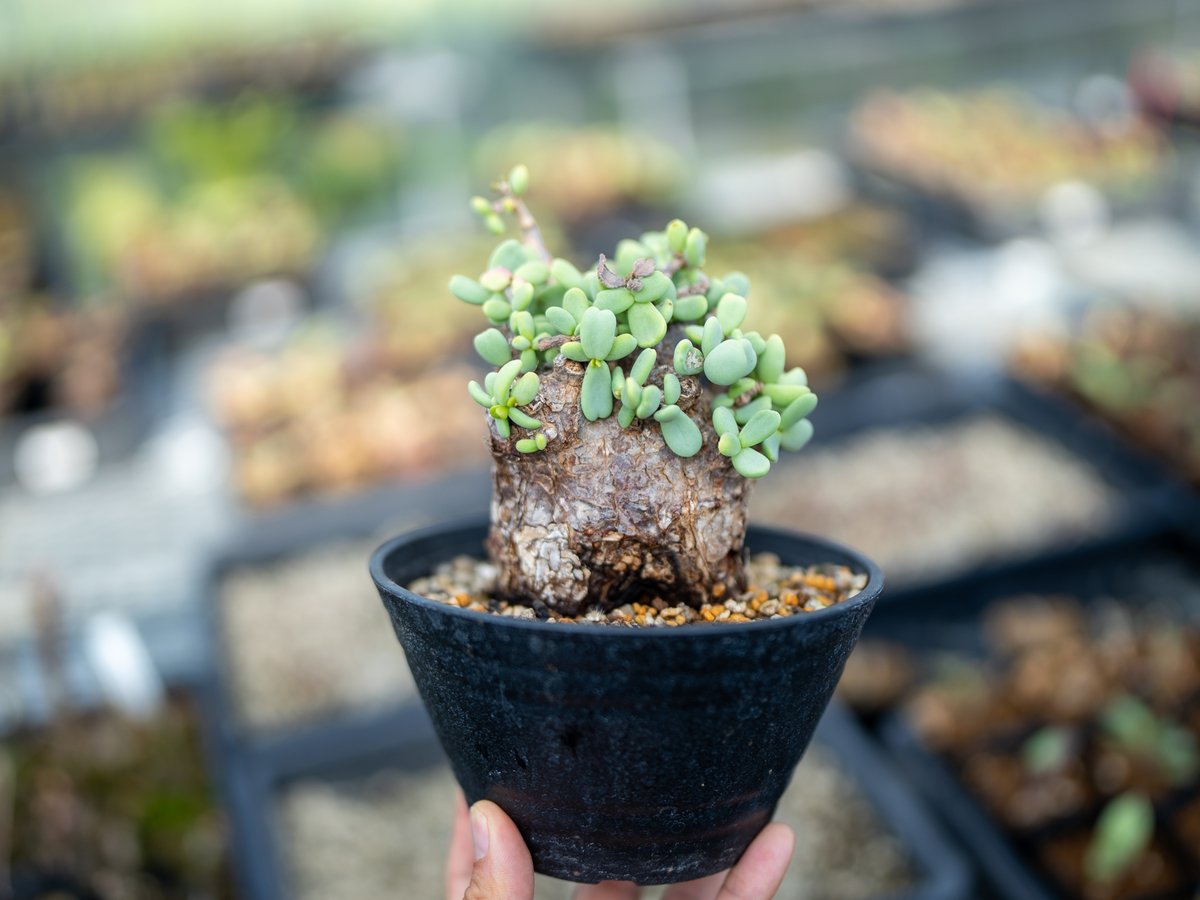 ケラリア ピグマエア 沖縄管理株 雌株 輸入3年経過 親株 | mana's