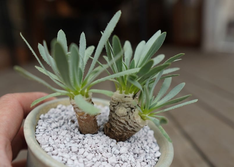 ユーフォルビア　オトンナ　レトロルサ　大株 オトンナ レトロルサ Othonna retrorsa | mana's farm:塊根植物・