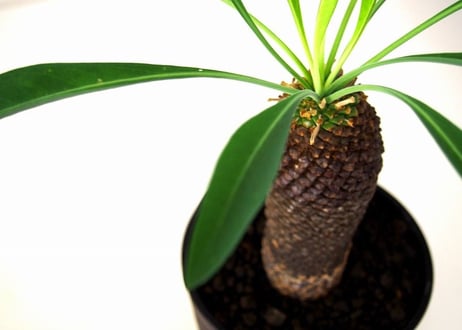 Euphorbia bupleurifolia 鉄甲丸