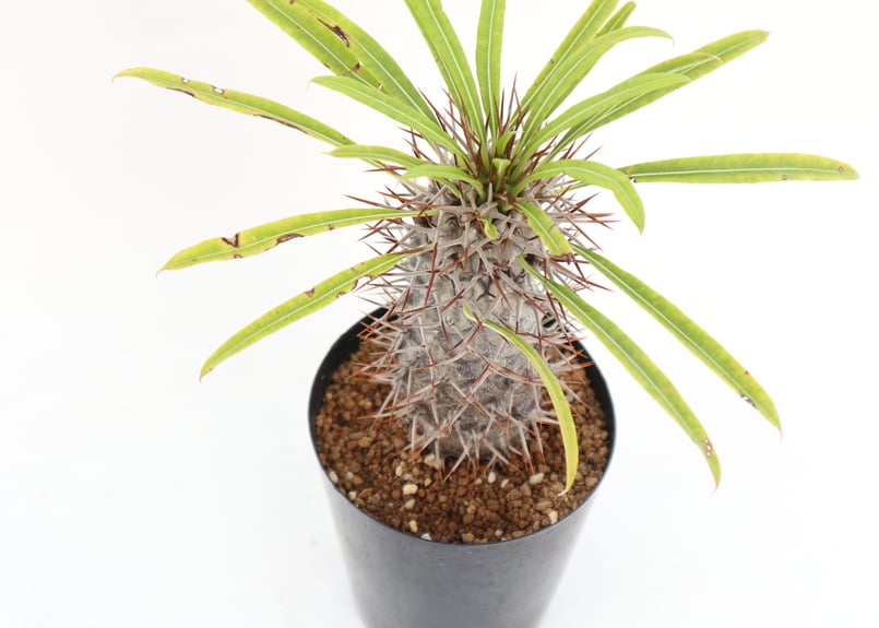 パキポディウム ラメリー | mana's farm:塊根植物・アガベ・ドライ