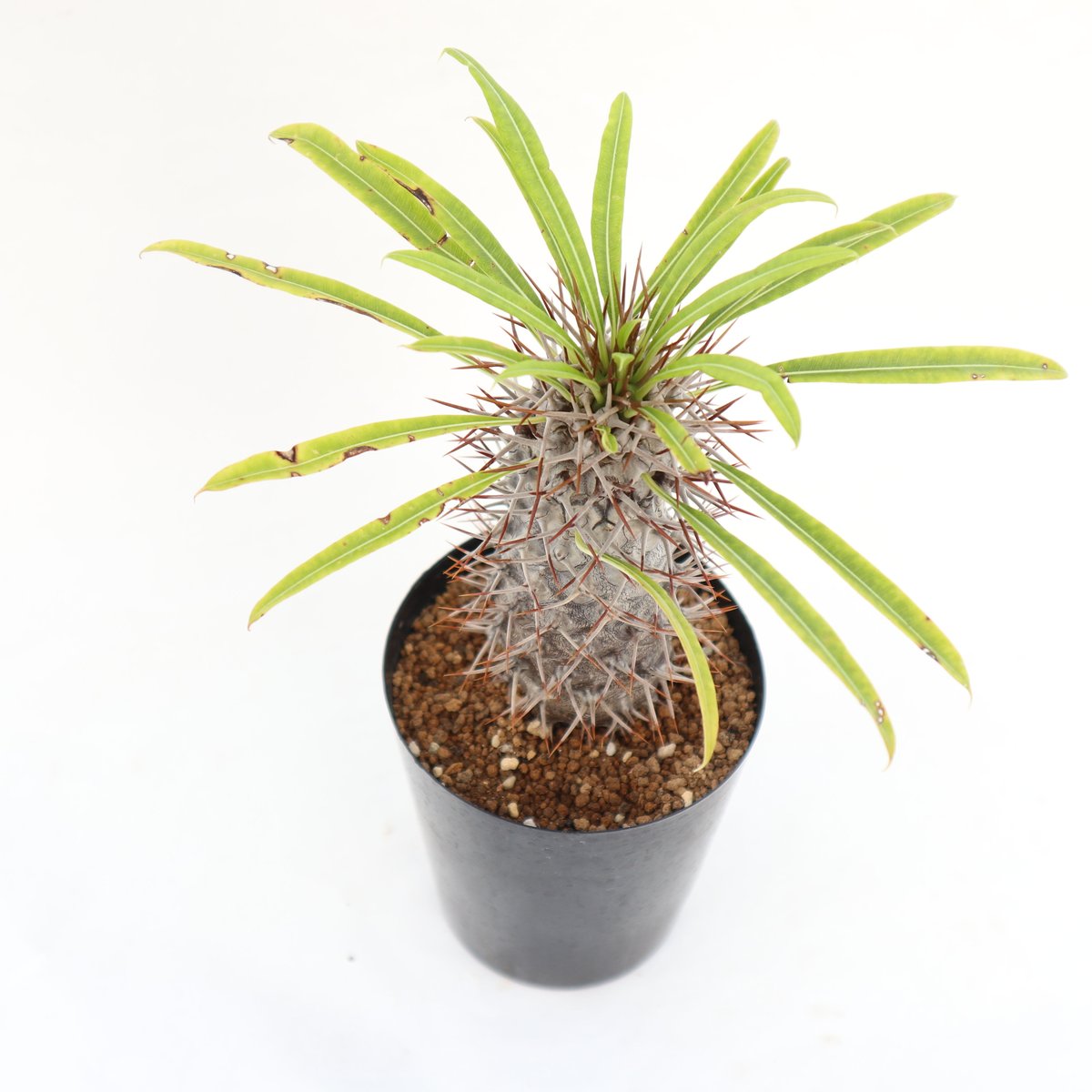 パキポディウム ラメリー | mana's farm:塊根植物・アガベ・ドライ