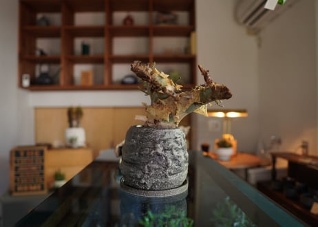 コミフォラ カタフ ターカネンシス 　Commiphora kataf ver.turkanensis