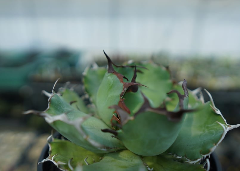 アガベ　チタノタ　黒鯨　白縞斑　Agave titanota アガベ チタノタ 白鯨錦 縞斑 アガベ・チタノタ白鯨（縞斑）中
