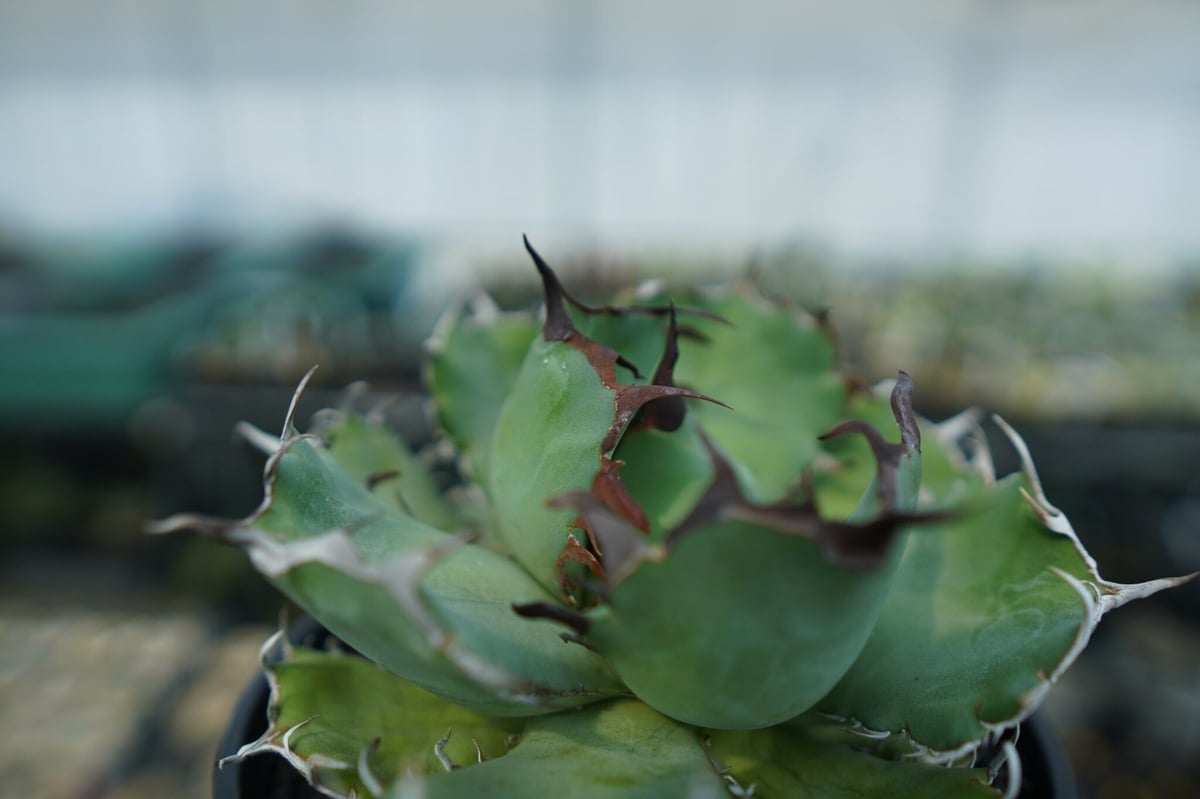 アガベ チタノタ 黒鯨 Agave titanota black whales No.3 |