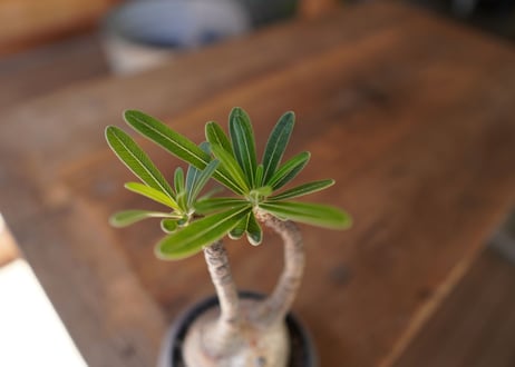 パキポディウム　グラキリス　 Pachypodium Gracilius