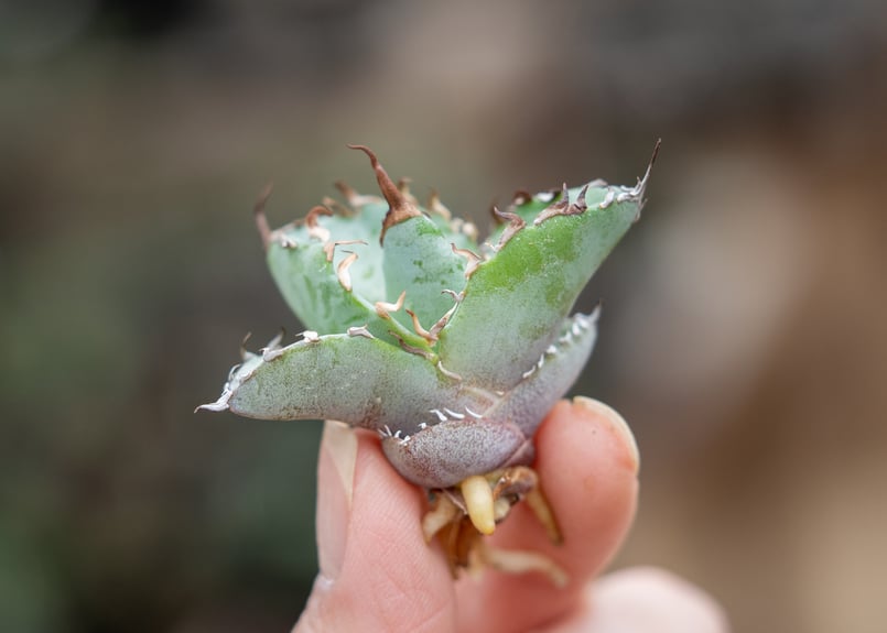 アガベ ホワイトアイス カキコ株 | mana's farm:塊根植物・アガベ