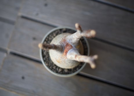 グラキリス　 Pachypodium Gracilius