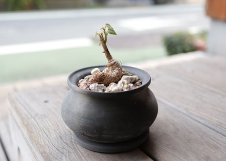ブラキキトン ビドウィリー　Brachychiton Bidwillii