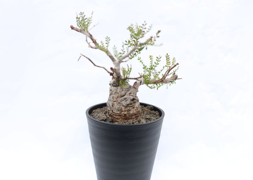 オペルクリカリア パキプス no.9 | mana's farm:塊根植物・アガベ