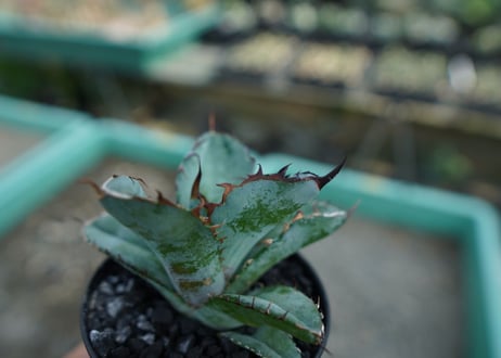 アガベ　チタノタ　 ブラックアンドブルー 　Agave titanota black and blue　No.10