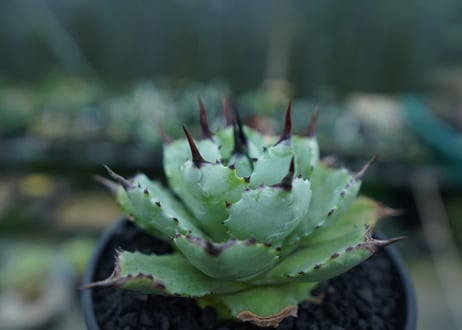 アガベ　マクロアカンサ×ポタトラム　 Agave macroacantha×potatorum