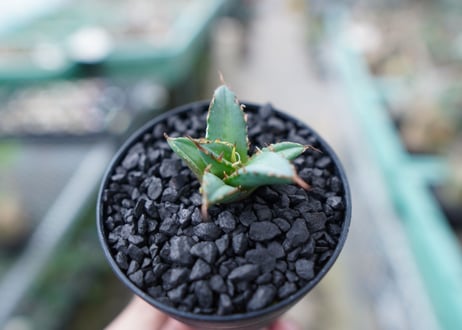 アガベ　チタノタ　FO-76　Agave titanota  FO-76　No.30