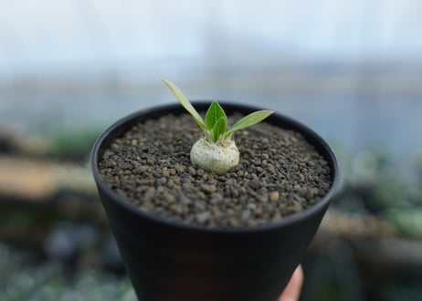 パキポディウム　恵比寿笑い　Pachypodium brevicaule　No.1