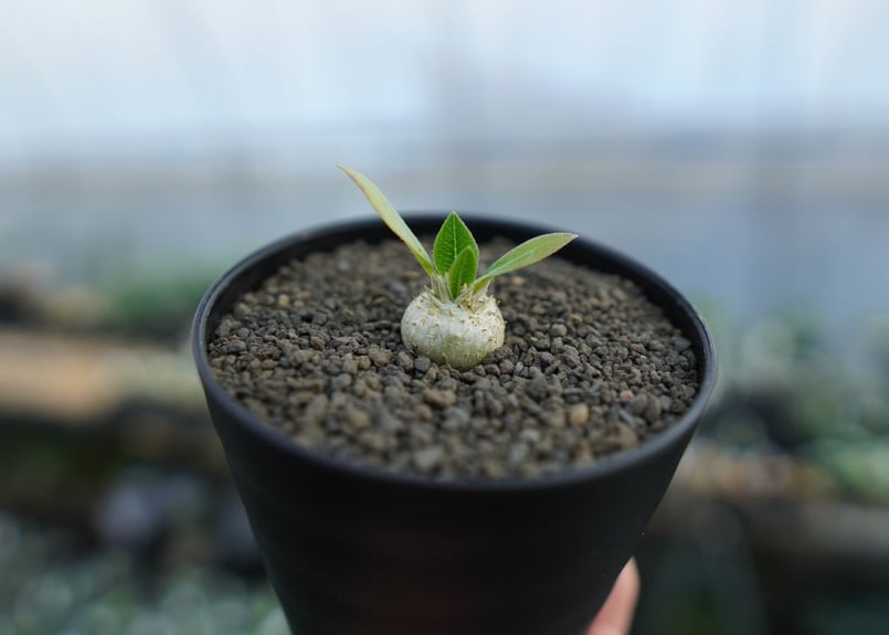 パキポディウム 恵比寿笑い Pachypodium brevicaule No.1 | man