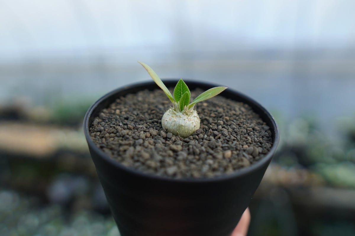 パキポディウム 恵比寿笑い Pachypodium brevicaule No.1 | man