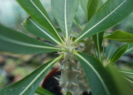パキポディウム　デンシフローラム　Pachypodium densiflorum　No.3