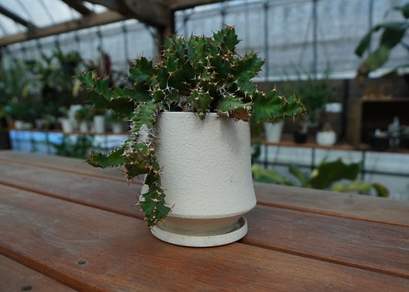ユーフォルビア ウムフォロジエンシス Euphorbia umfoloziensis | ma