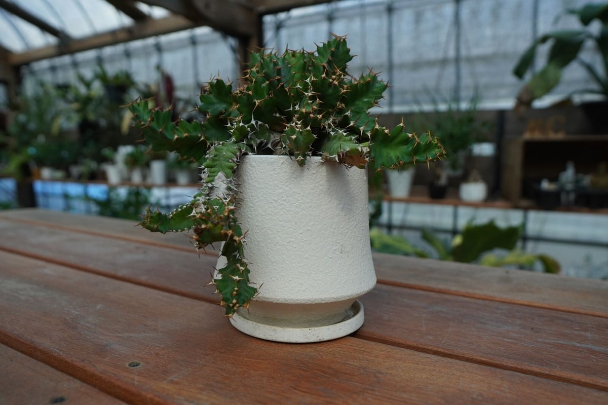 ユーフォルビア ウムフォロジエンシス Euphorbia umfoloziensis | ma