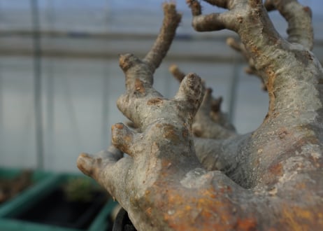 パキポディウム　グラキリス　Pachypodium Gracilius　No.1