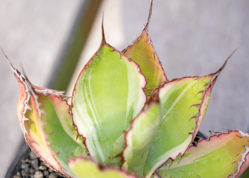 アガベ ボビコルヌータ 斑入り | mana's farm:塊根植物・アガベ