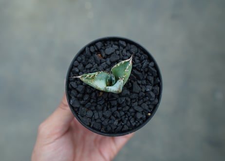 アガベ　チタノタ　ライオンズメーン　Agave titanota Lion's Mane  No.3