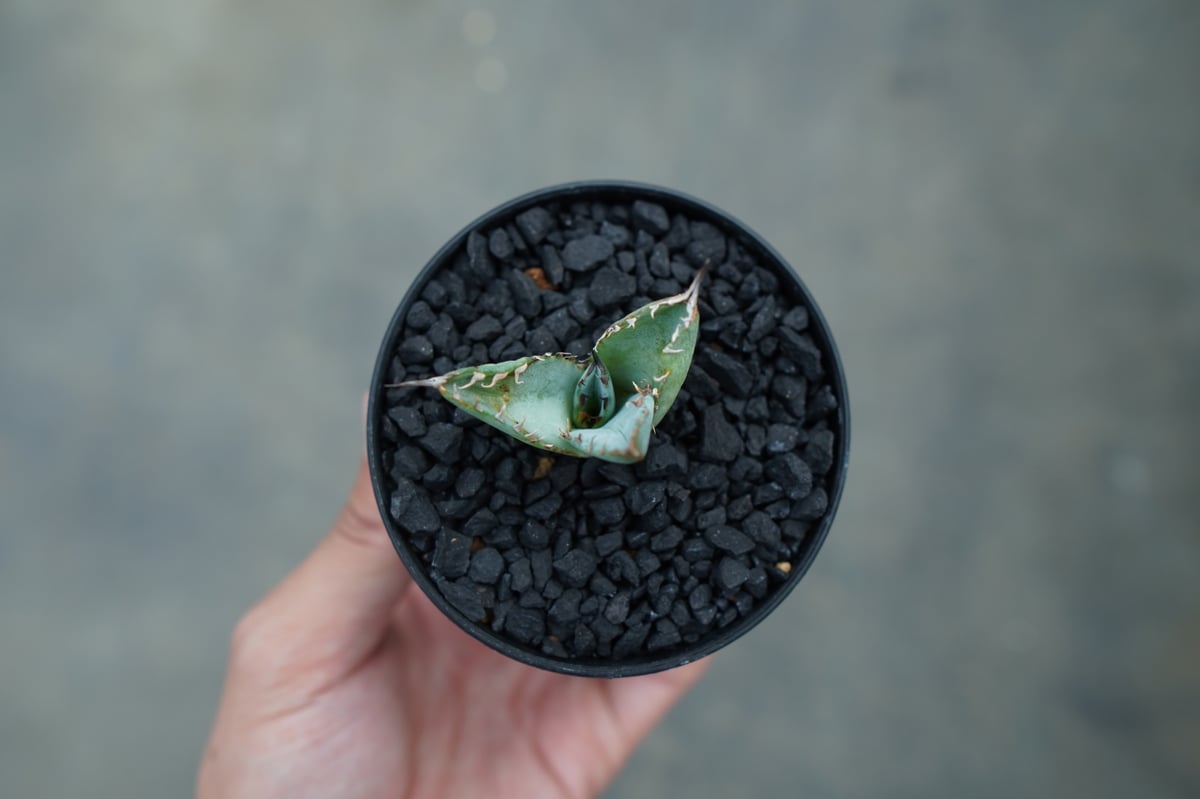 アガベ チタノタ ライオンズメーン 3頭 アガベ チタノタ ライオンズメーン Agave titanota Lion's Mane
