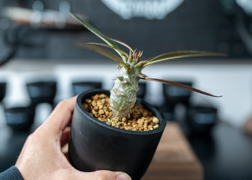 パキポディウム バロニー Pachypodium baronii 沖縄実生