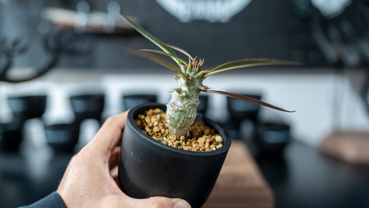 パキポディウム バロニー Pachypodium baronii 沖縄実生 パキポディウム バロニー Pachypodium baronii 沖縄実生