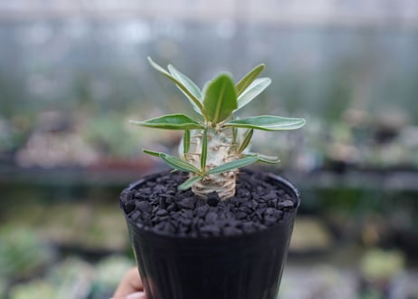 パキポディウム　カクチぺス　Pachypodium cactipes  No.2