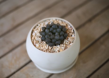 ハオルチア　オブツーサ　Haworthia obtusa