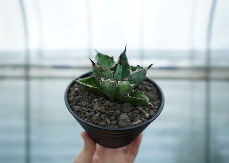 アガベ　チタノタ　 ブラックアンドブルー 　Agave titanota black and blue No.2