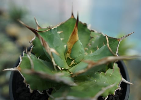 アガベ　チタノタ　獅子光　agave titanota  lion light