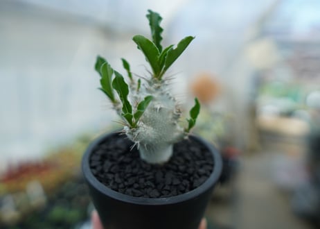 パキポディウム　サンデルシー　Pachypodeium saundersii  No.5