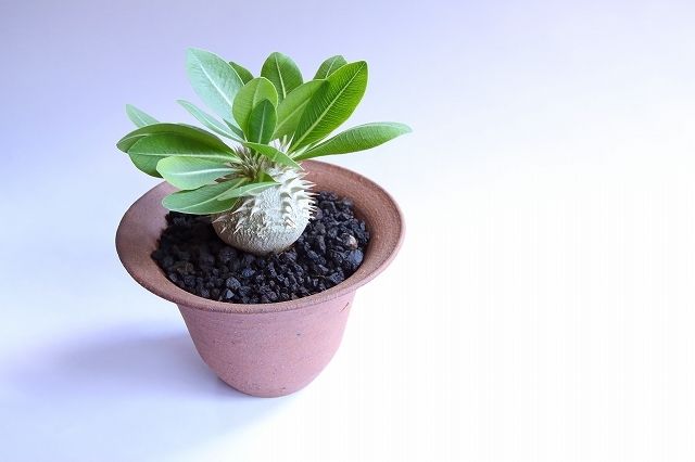 パキポディウム 恵比寿大黒 超まん丸特選株 | mana's farm:塊根植物