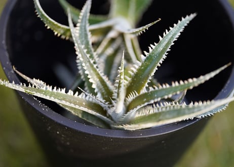Dyckia Marathon
