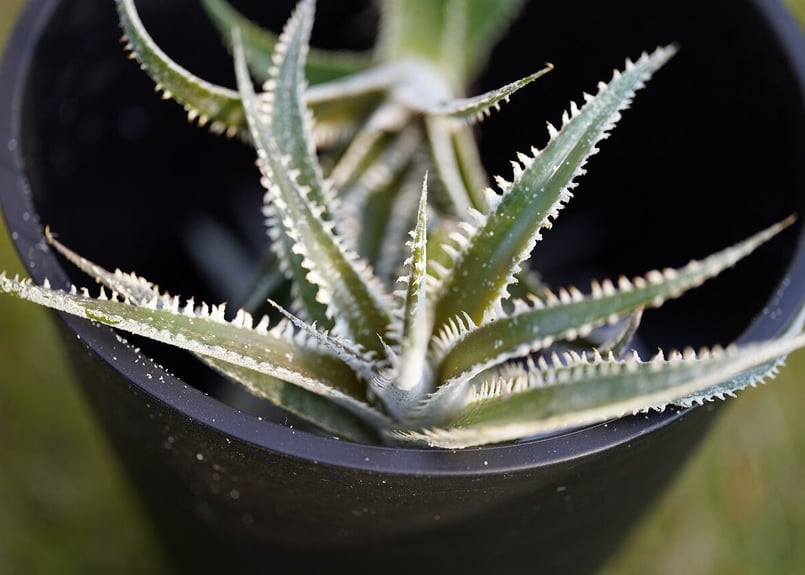 Dyckia 'Kraken' ディッキア クラーケン Dyckia Marathon