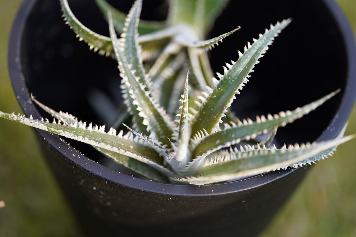 Dyckia Marathon | mana's farm:塊根植物・アガベ・ドライ