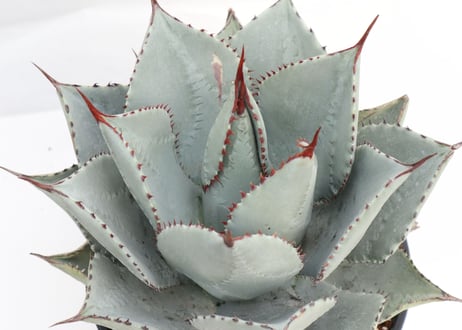 Agave pygmaea 'Dragon Toes'