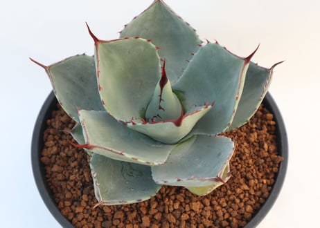 アガベ　パリー　トランカータ　Agave parryi truncata huntington