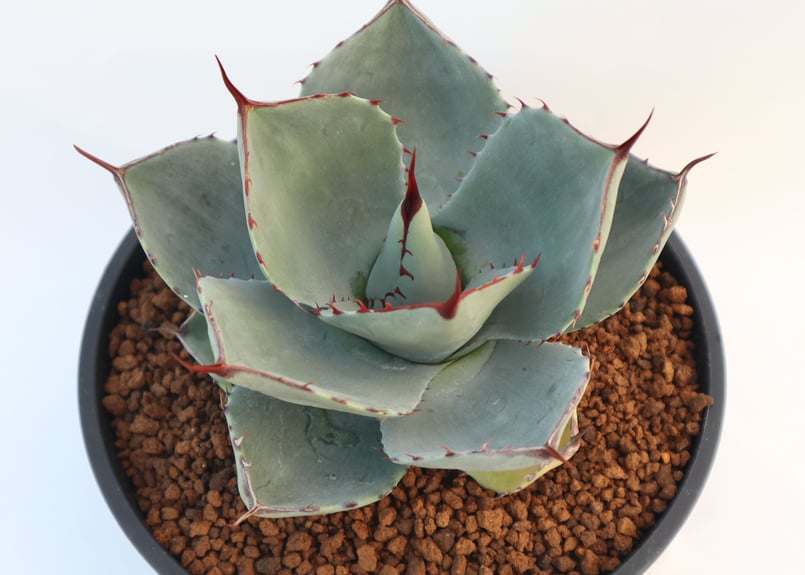 アガベ パリー トランカータ Agave parryi truncata huntington...