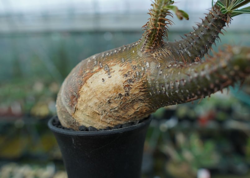 パキポディウム グラキリス Pachypodium gracilius No.2 | mana