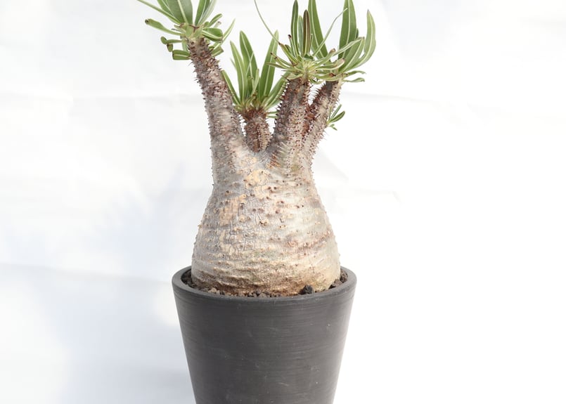 パキポディウム グラキリス no.78 | mana's farm:塊根植物・アガベ