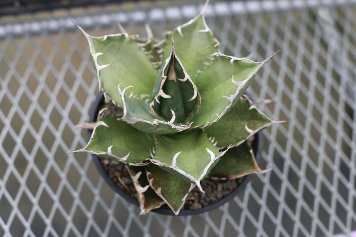 アガベ チタノタ オテロイ | mana's farm:塊根植物・アガベ・ドライ