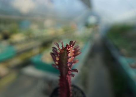ユーフォルビア　紅彩雲閣　Euphorbia trigona f. rubra　No.2