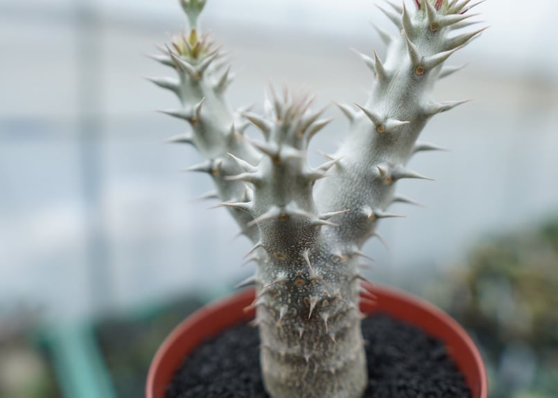 パキポディウム デンシフローラム Pachypodium densiflorum No.8 |