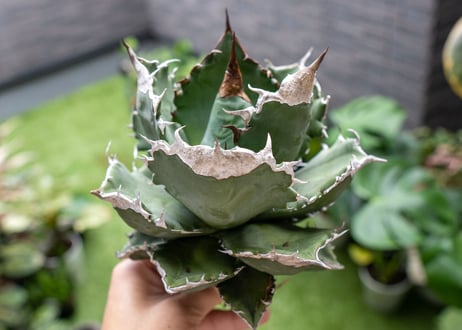 Agave White flame B 白火焔  NO.4