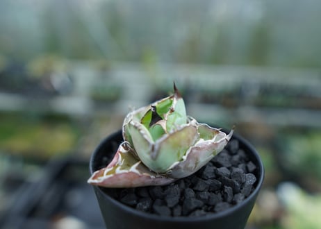 アガベ　チタノタ　 ブラックアンドブルー 　Agave titanota black and blue