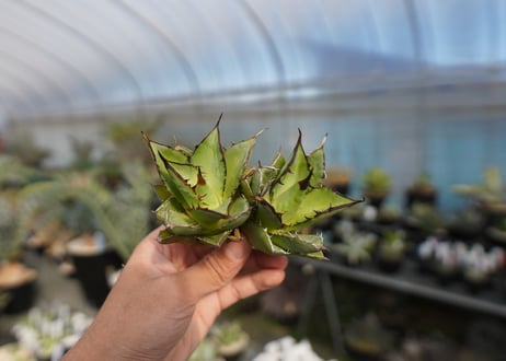 agave titanota 剣竜　No.2
