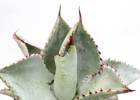Agave pygmaea 'Dragon Toes' PUP