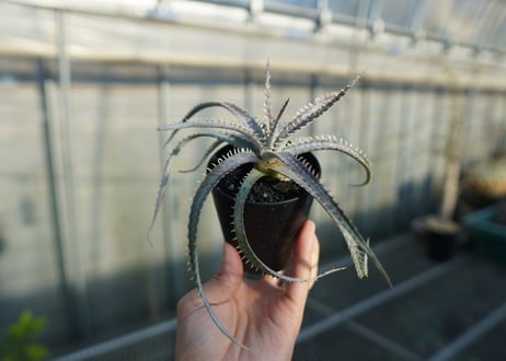 ディッキア　ナガス　Dyckia Nagas